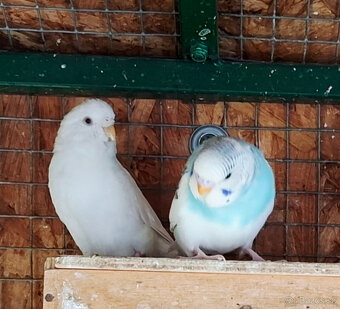 Ponukam na predaj mlade andulky.5e za jednu. - 6