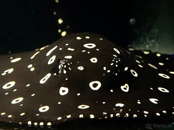 Predám akvárium komplet - 6