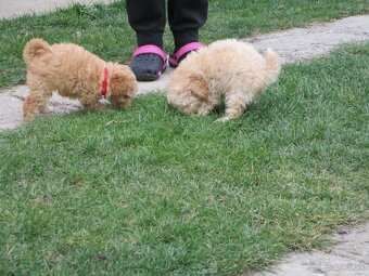 Pudel toy apricot white - 6