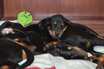 Beauceron šteniatko, šteniatka s PP - 6