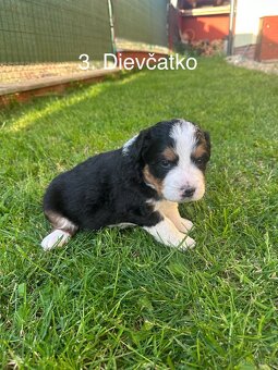 Bernský salašnícky pes – šteniatka na predaj - 6