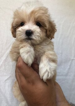 Toy mini maltipoo - 6