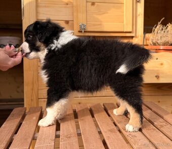 Miniatúrny americký ovčiak - 6