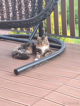 Mainská mývalia mačka - 6