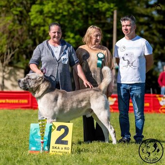 Stredoázijský ovčiak - 6