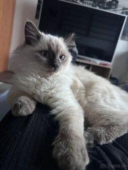 Kocúrik Ragdoll - 6