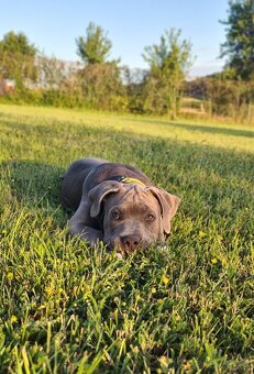 Top pejsek American bully XL s PP - 6