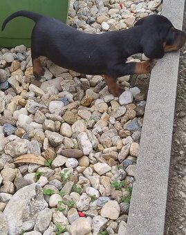 Šteniatko jazvečíka - 6