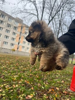 Ponúkam čistokrvného psíka pomeriana - 6