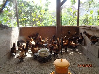 Sliepky Pavlovské zlaté - 6