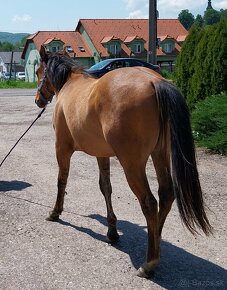 Quarter horse valach - 6