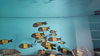 Tropheus Ikola F1 - 6
