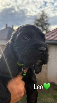 Anglický kokeršpaniel - 6