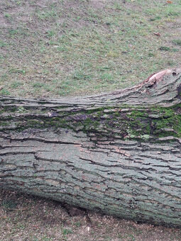 Orech kmeň guľatina priemer70cm - 30/35cm dlzka 7.8m + klaty - 6