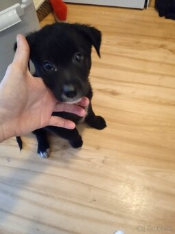 Darujem steniatko - 6