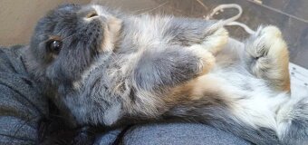 Minilop baranček - zakrslý králik - 6