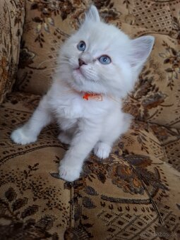 Ragdoll mačiatka /mačičky aj kocúrikovia/ - 6