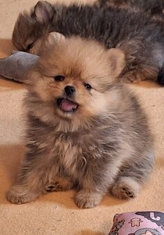 Pomeranian s PP - 6