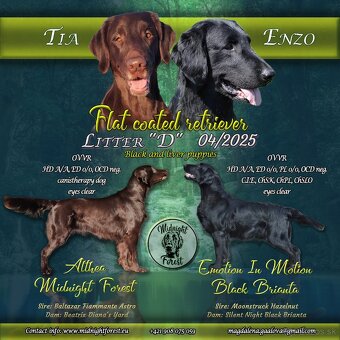 Flat coated retriever - šteniatko s PP - 6