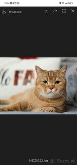 Britská krátkosrstá mačka - 6