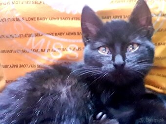 Darujem mačiatko - 6