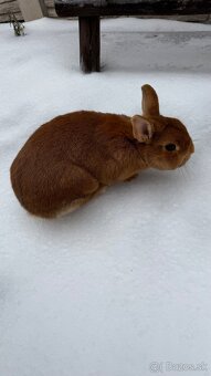 Zákrslý králik❤️ - 6