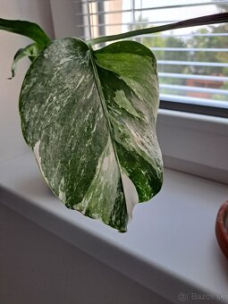 Krotón, pilea, tučnolist, cissus, monstera, osobný odber BA - 6