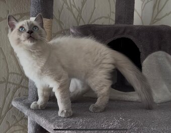Ragdoll - 6
