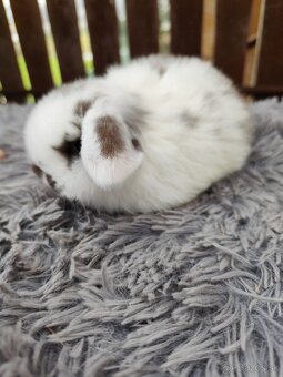 Minilop samička s VP - 6