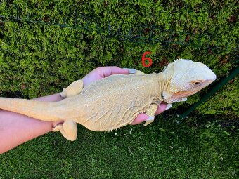 Agama bradat Witblits, Zero, Het Wero - 6