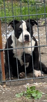 American bully - 6