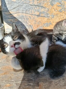 Darujem mačiatka - 6