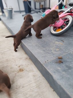 Labrador čokoládový - 6