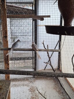 Holubky diamantové - 6