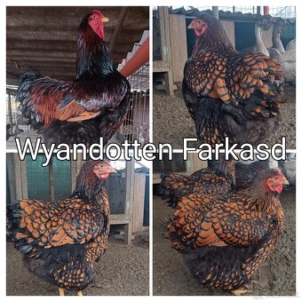 Wyandotka- nasadove vajicka - 6