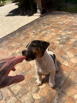 Jack Russell Terrier - 6