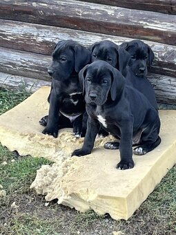 Nemecká doga šteňatá - 6