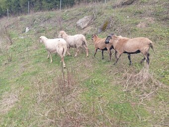 Predám ovce kamerúnske - 6