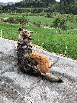 Ustajnenie koní na ORAVE - 6