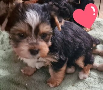 yorkshire terier - 6