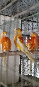 Predám rozela penant a papagáj spevavý - 6