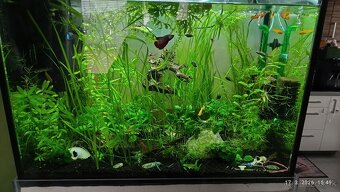 Rastliny do akvária - 6