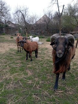 Kamerunské ovce - 6