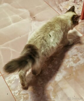 Ragdoll - 6