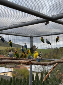 Agapornis škraboškový - 6