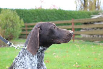 Německý krátkosrstý stavač - 6