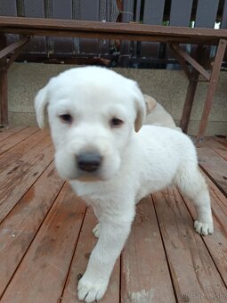 Labradorsky retriever - 6