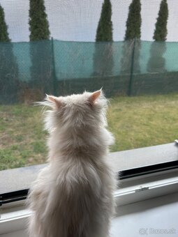 Perzské mačiatko - perzský kocúrik - 6