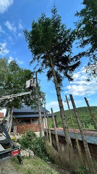 🌳 kosenie, orez / výrub stromov, ,odvoz 🌿 - 6