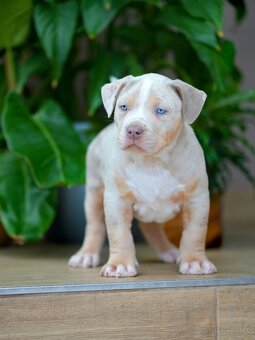 American Bully XL/XXL - 6